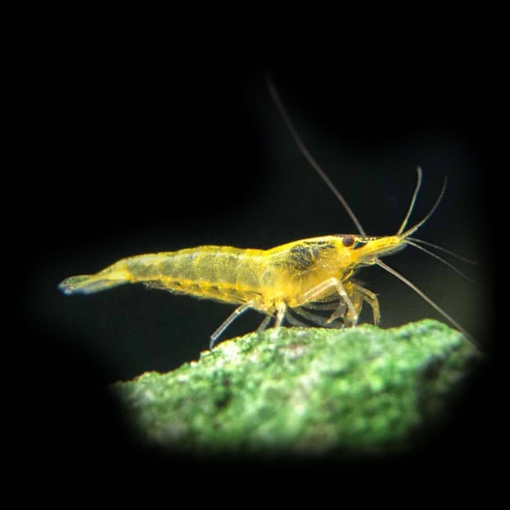 Yellow Shrimp