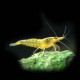 Yellow Shrimp