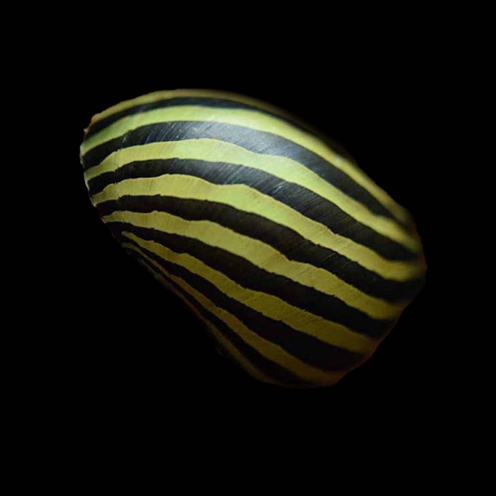 Zebra Nerite Snail