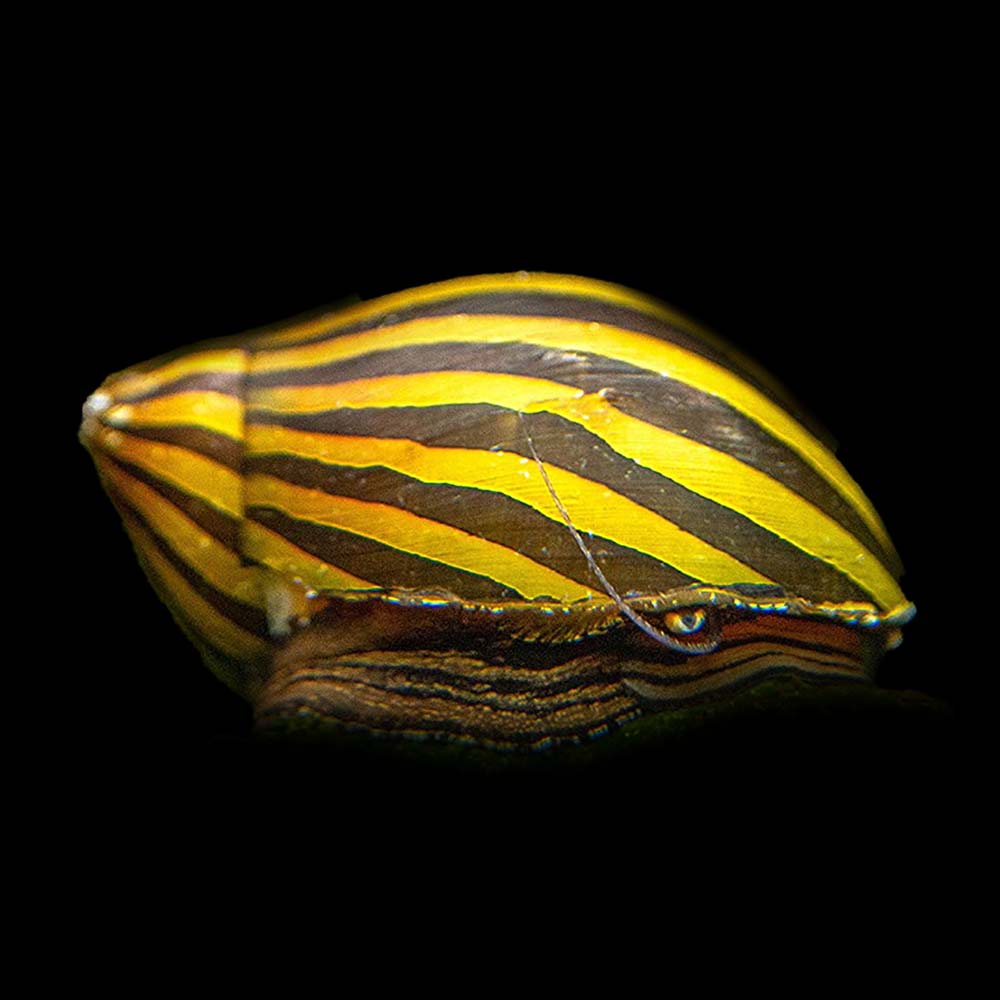 Zebra Nerite Snail
