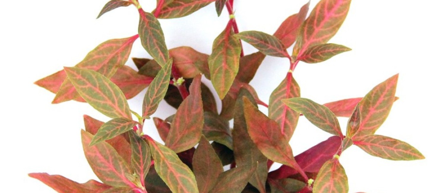 Long Weekend New Plants Arrival! 