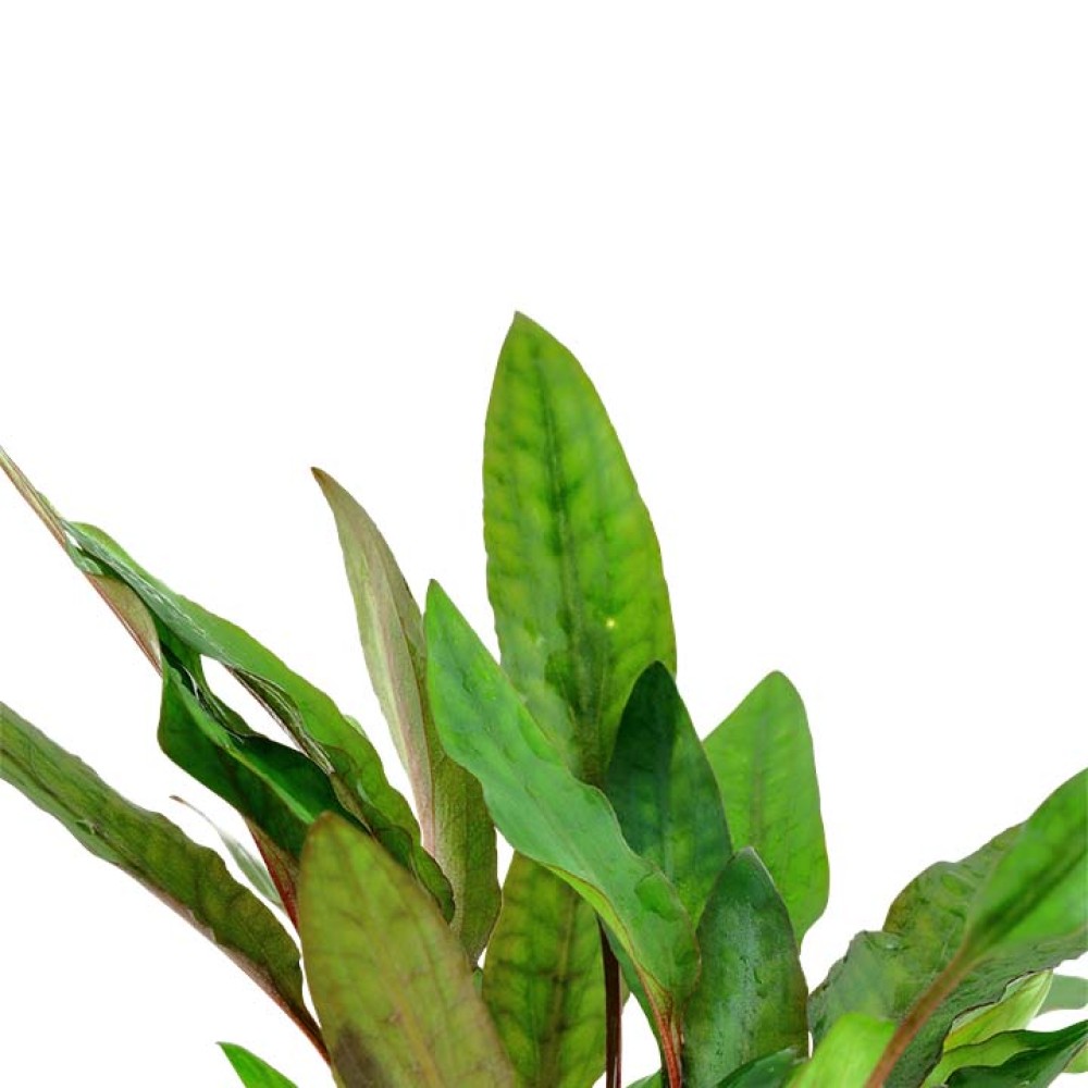 Cryptocoryne beckettii “petchii”