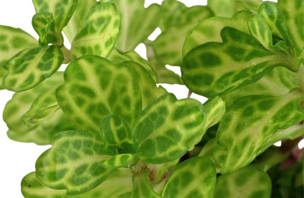New Aquarium Plants! Make the most of the rainy easter week! Drop in store!