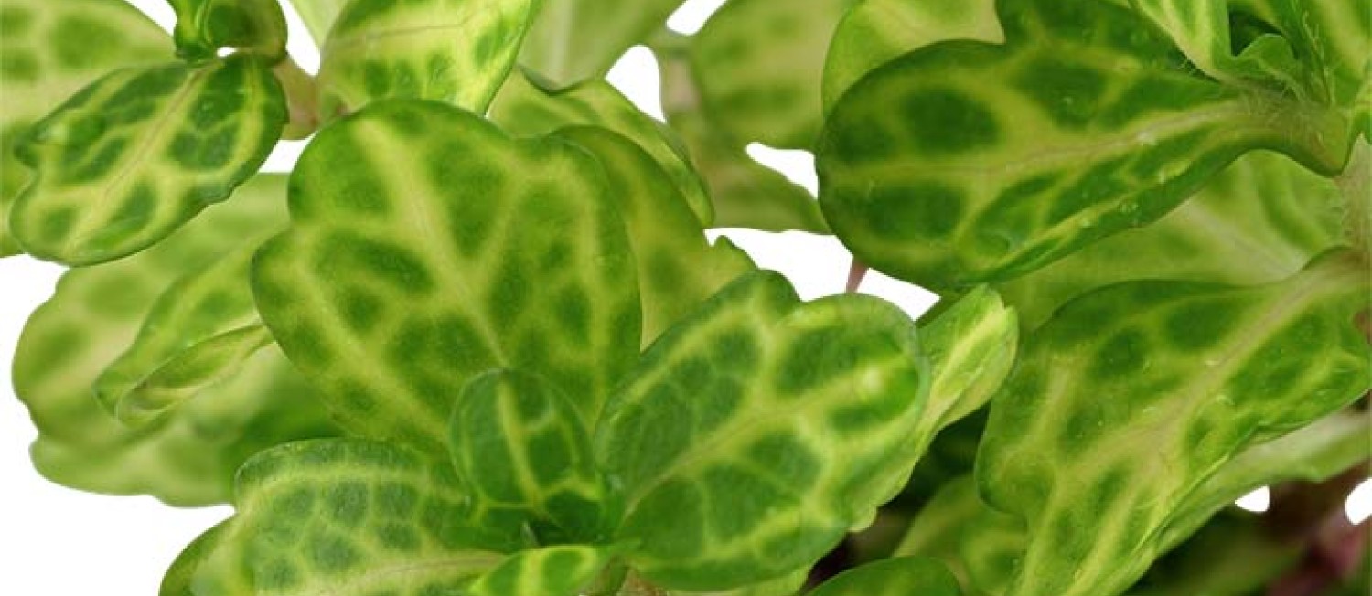 New Aquarium Plants! Make the most of the rainy easter week! Drop in store!