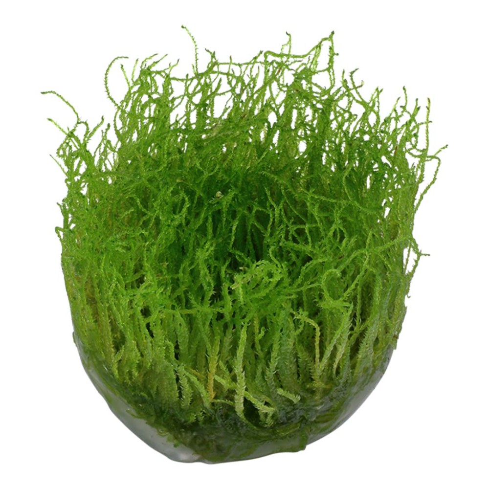 Taxiphyllum Barbieri Bogor Moss in vitro