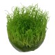 Taxiphyllum Barbieri Bogor Moss in vitro
