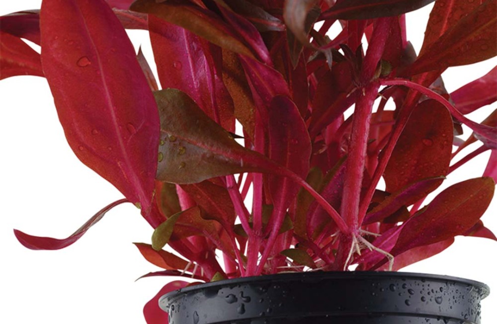 Fresh new Plant arrivals for your Aquarium! 