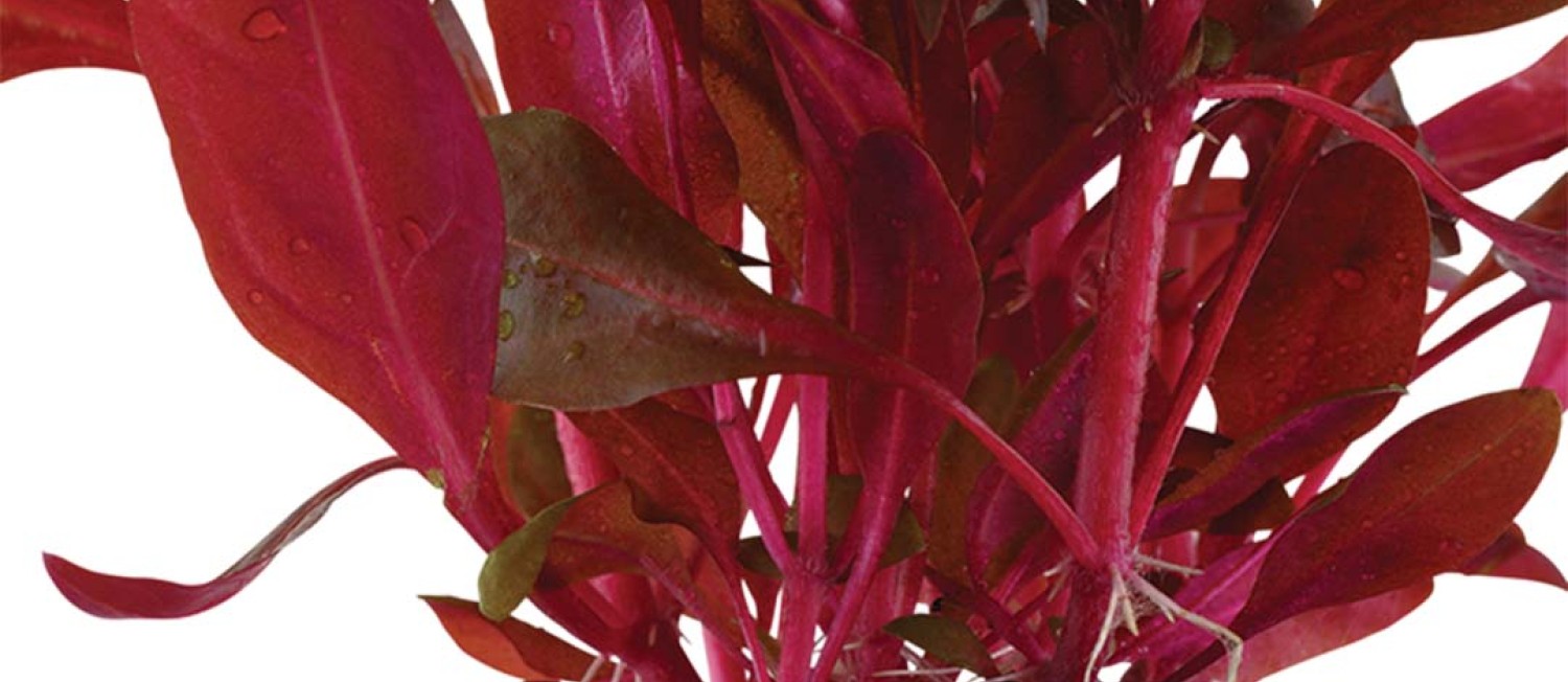 Fresh new Plant arrivals for your Aquarium! 
