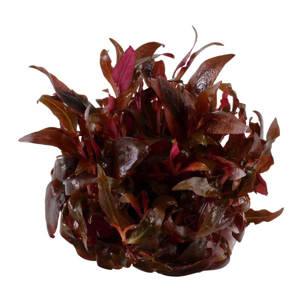 Althernanthera Reineckii Mini in vitro
