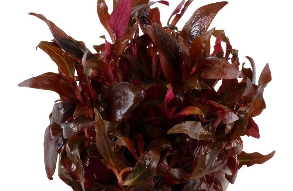 Aquatic Plants! Back in!