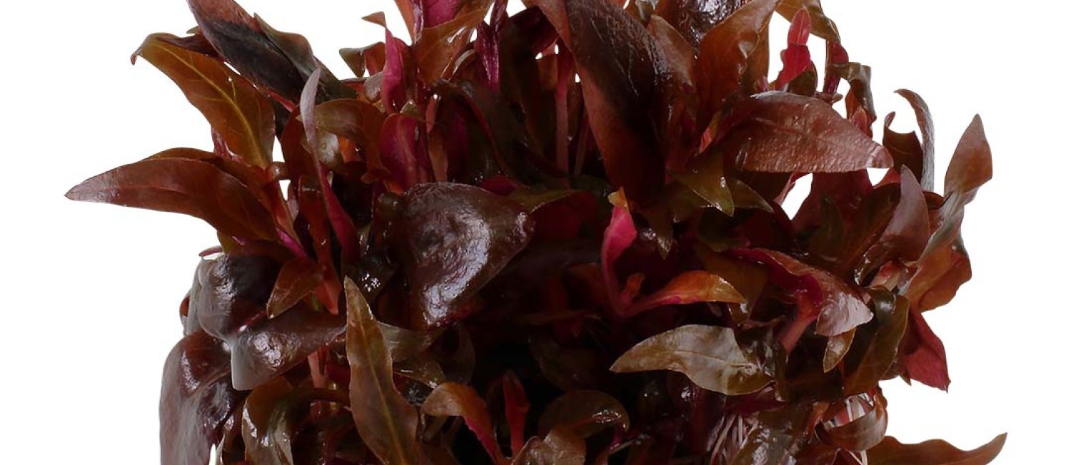 [Galway] Shake away the midweek Blues, with our new instore Plant arrivals! 
