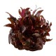 Althernanthera Reineckii Mini in vitro