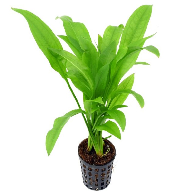 Amazon Sword Plant
