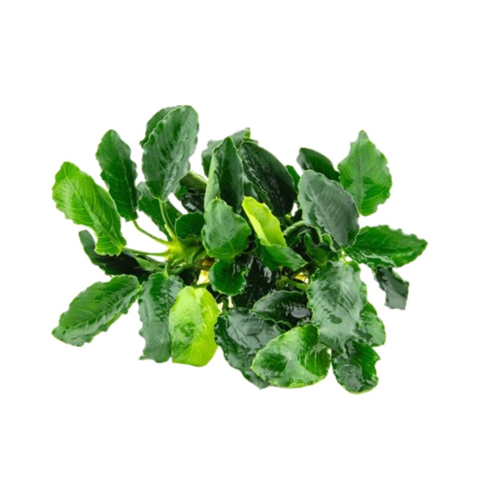 Anubias Nana KIRIN