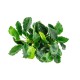 Anubias Nana KIRIN
