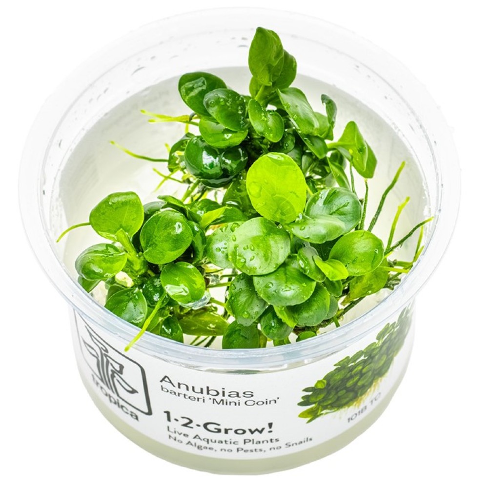 Anubias barteri “Mini-Coin”
