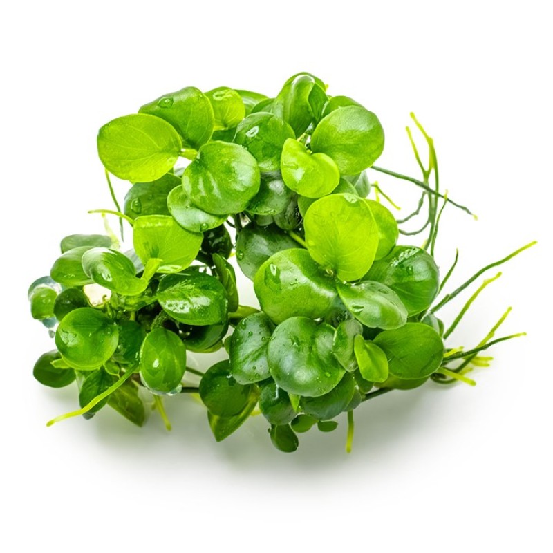 Anubias barteri “Mini-Coin”