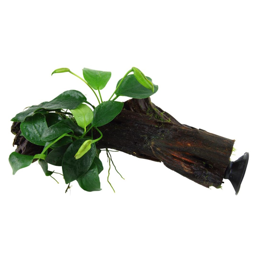 Anubias barteri barteri on wood with suction cup