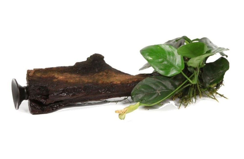 Start the week right, New Plants in Store today! 