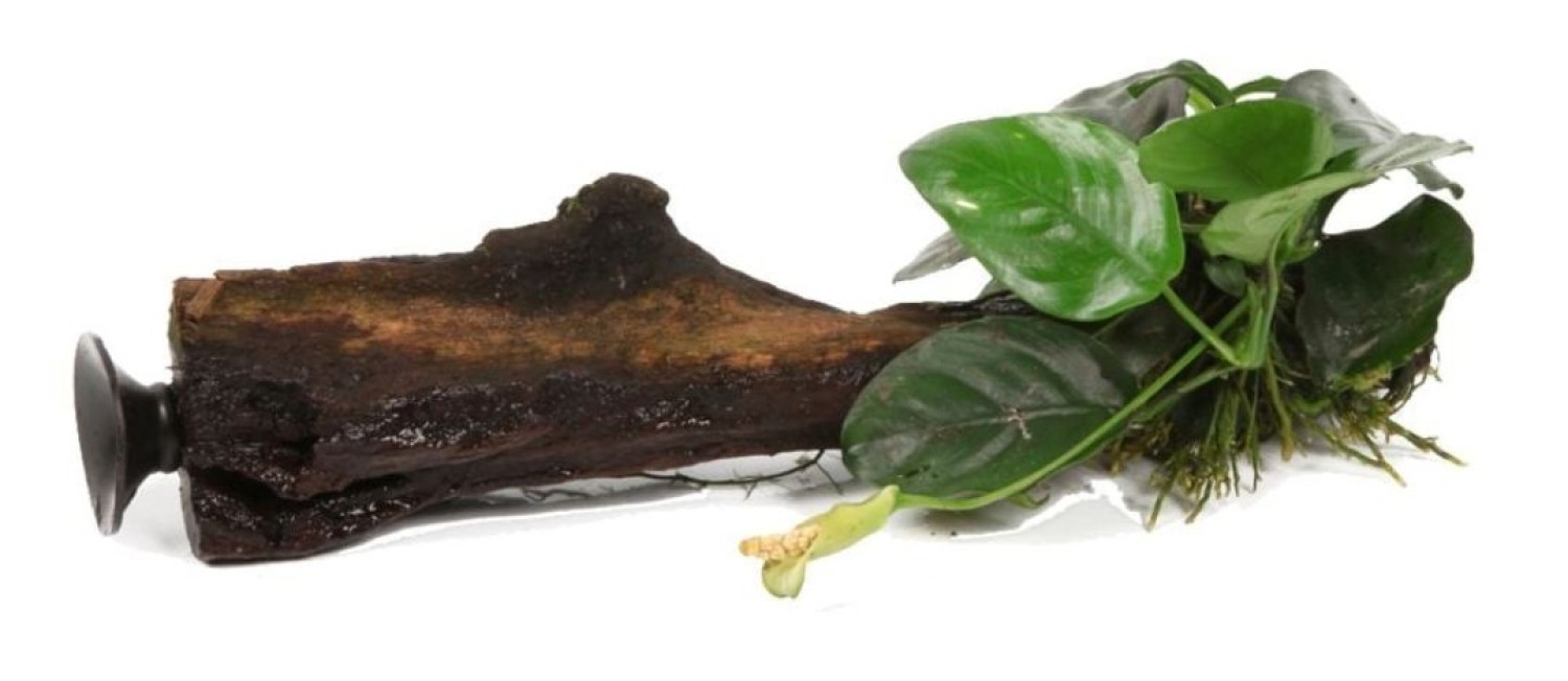 Start the week right, New Plants in Store today! 