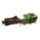 Anubias barteri barteri on wood with suction cup