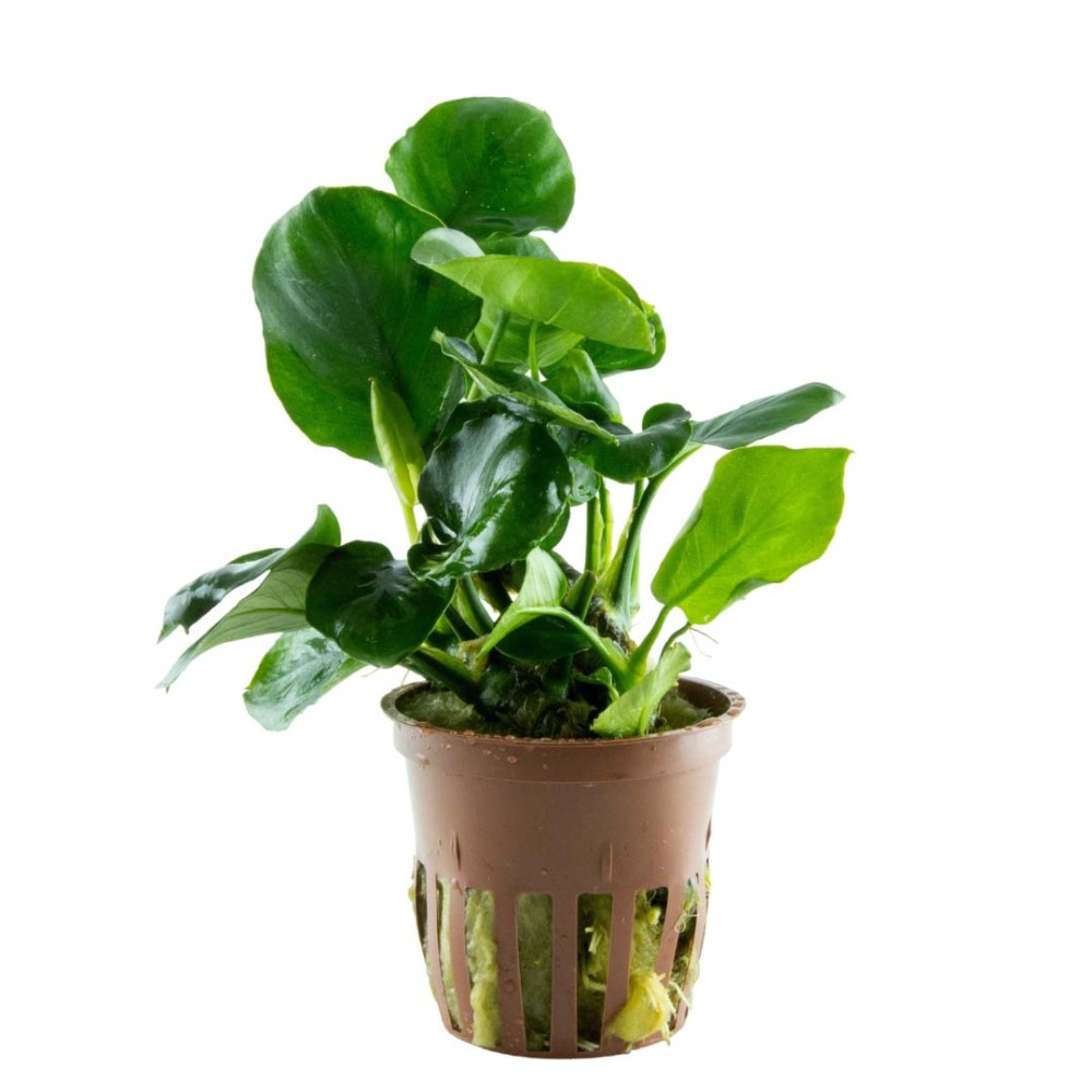 Anubias barteri 'Coin Leaf'