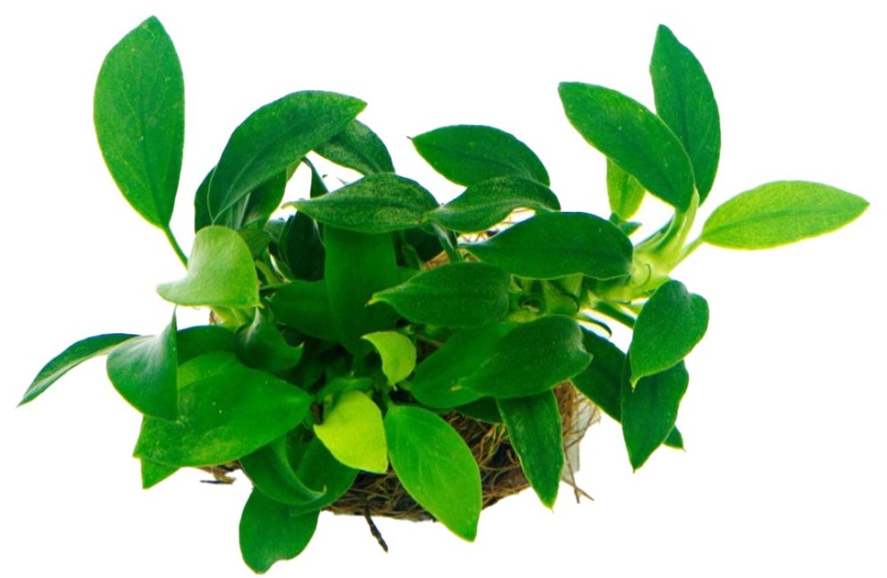  Fresh Plants to give your Aquarium a Spring Makeover!