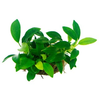 Anubias barteri nana Bonsai