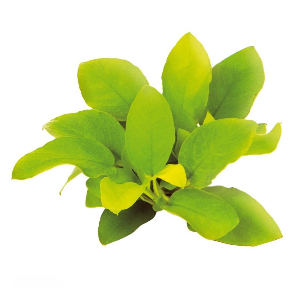 Anubias barteri nana Gold