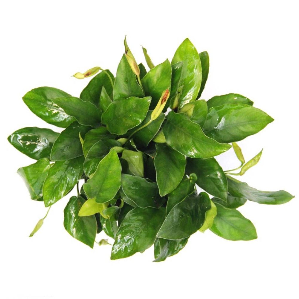 Anubias barteri var. nana