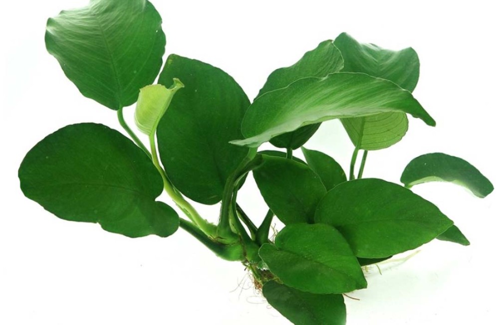 New Aquatic Plants Now In Stock