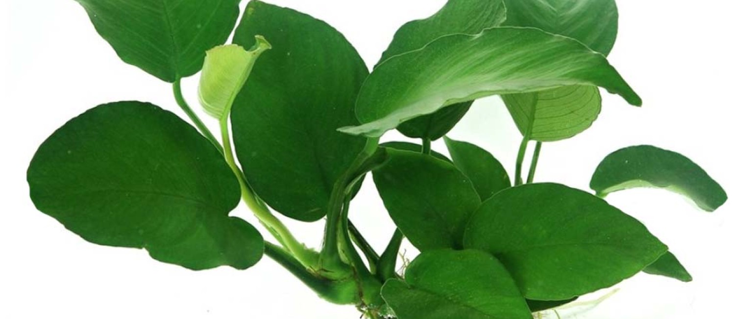 New Aquatic Plants Now In Stock