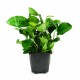 Anubias barteri nana 'Bigfoot'