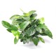 Anubias barteri nana 'Bigfoot'