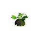 Anubias nana on Coco Cave