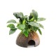 Anubias nana on Coco Cave