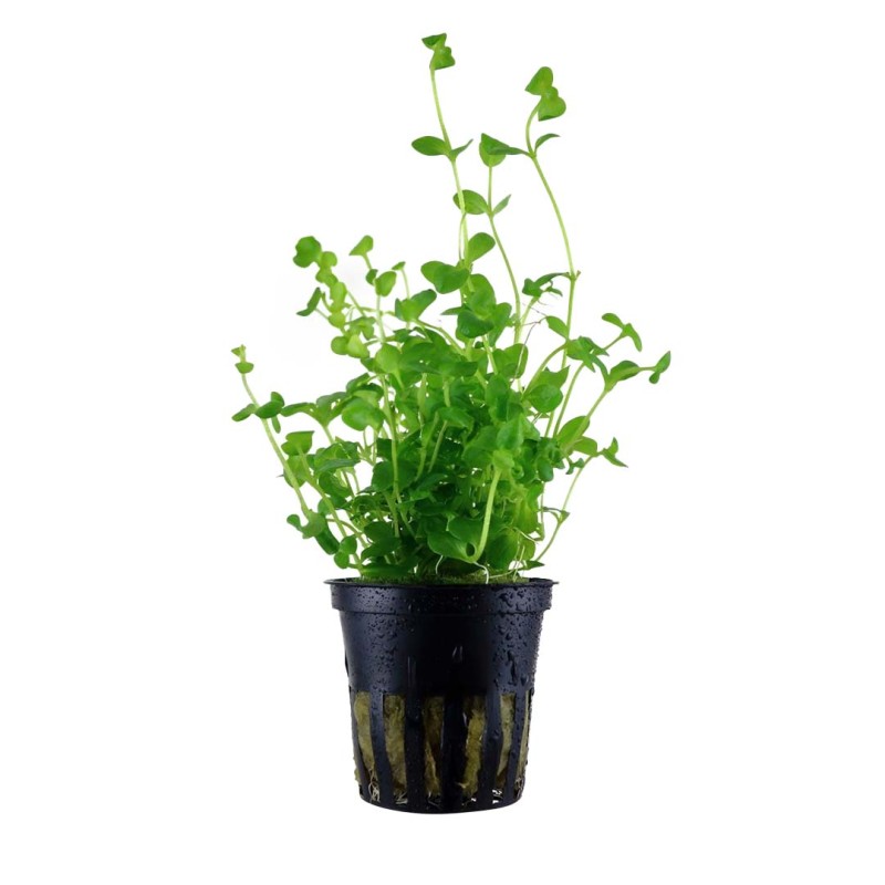 Bacopa australis