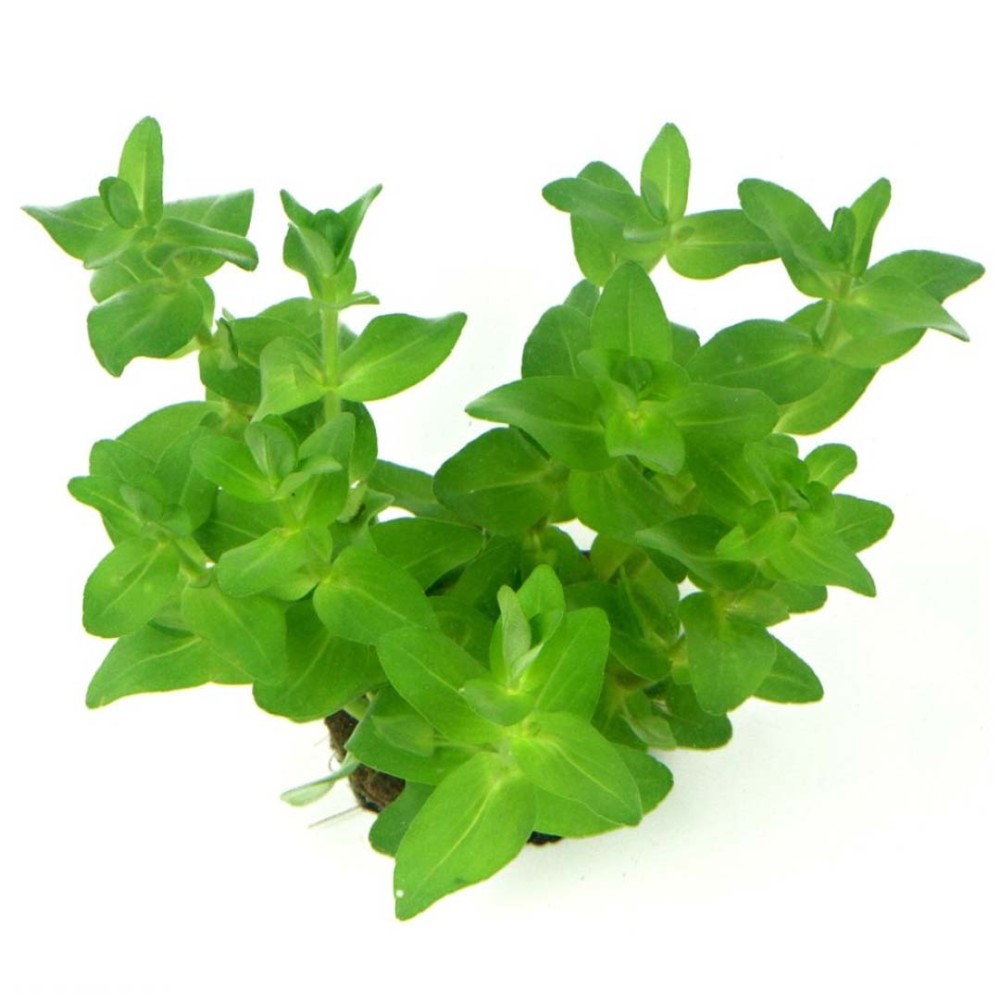 Bacopa caroliniana