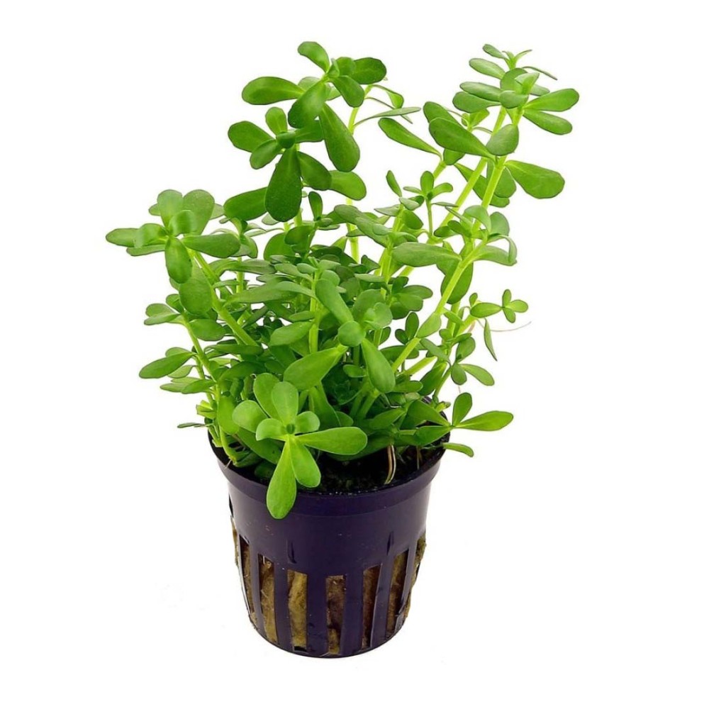 Bacopa monnieri compact
