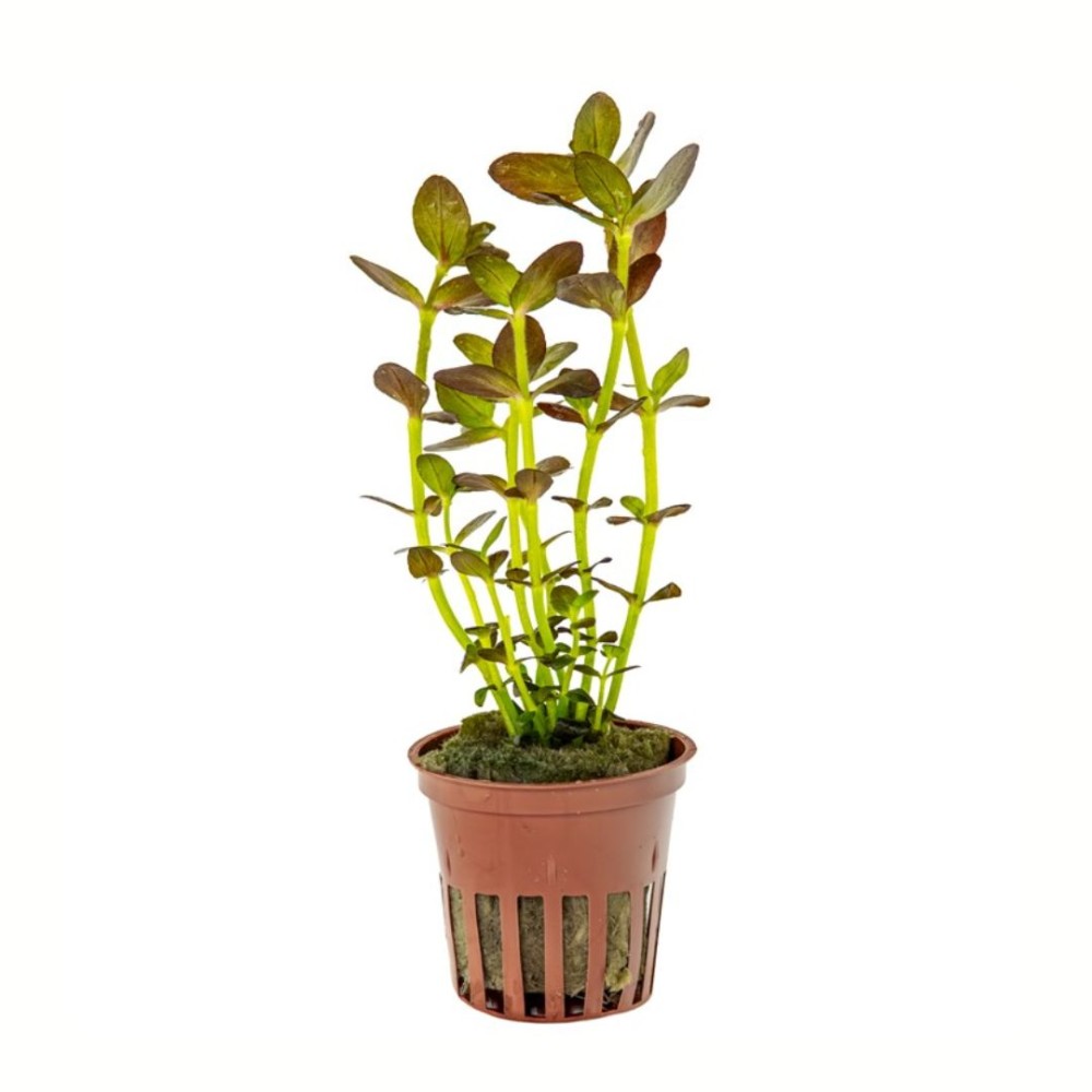Bacopa Salzmanni 'Purple'
