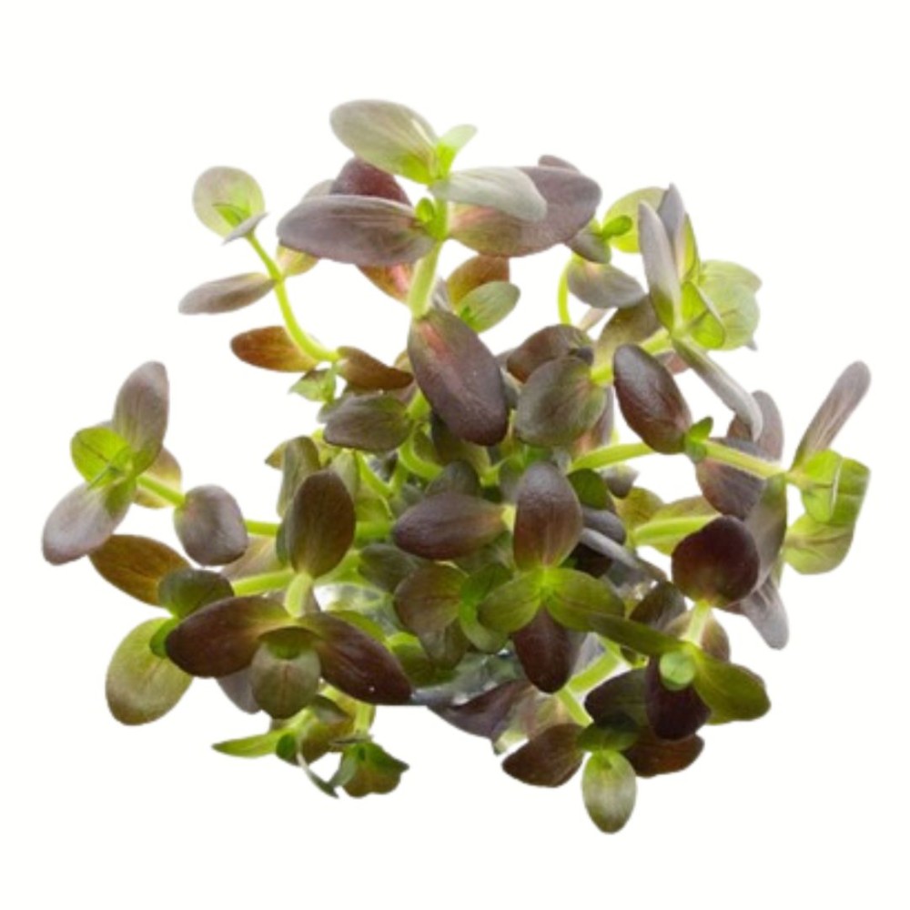 Bacopa Salzmanni 'Purple'