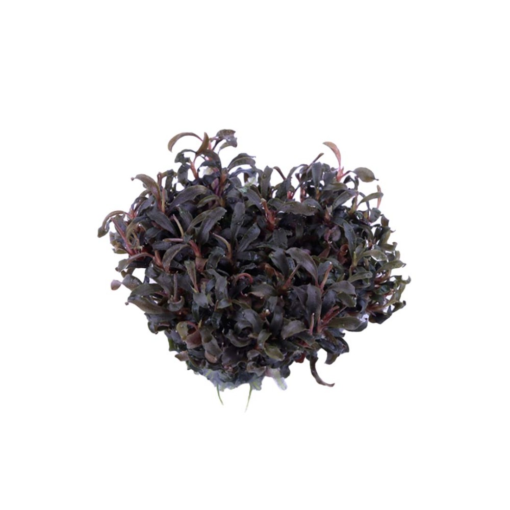 Bucephalandra Kedagang in vitro