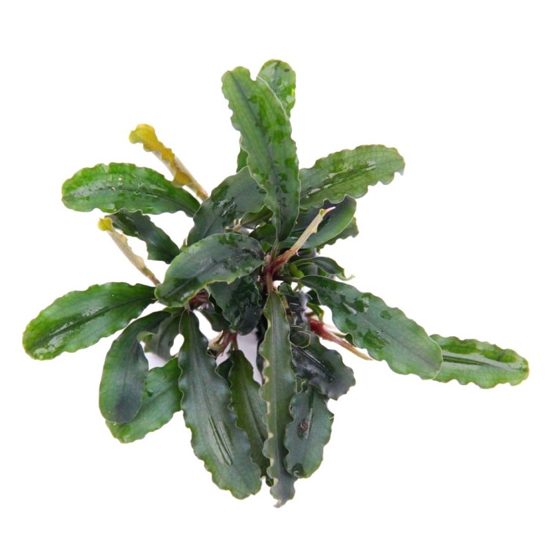 Bucephalandra Wavy Leaf