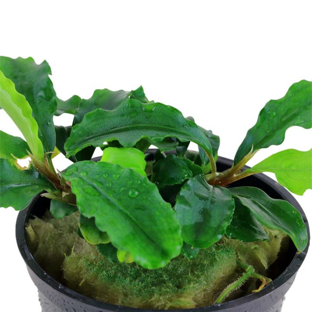Bucephal. Pygmaea 'Bukit Kelam'