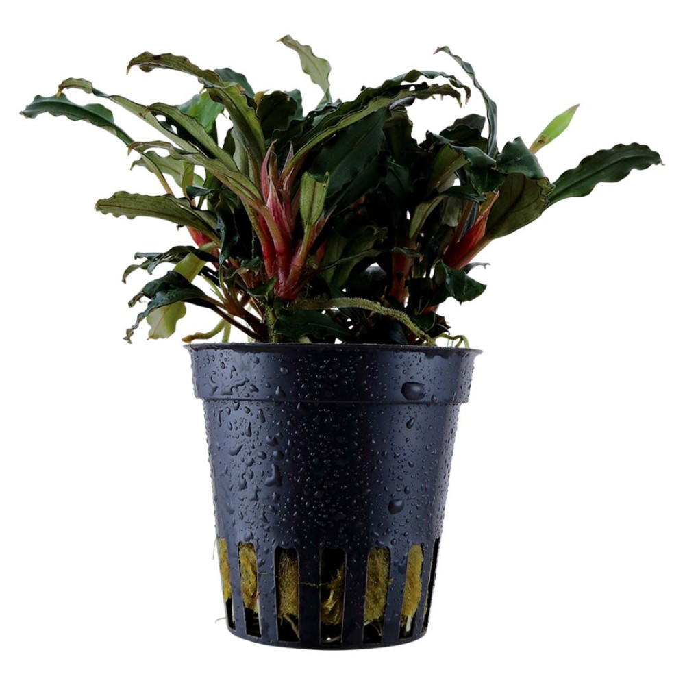 Bucephalandra 'Red'