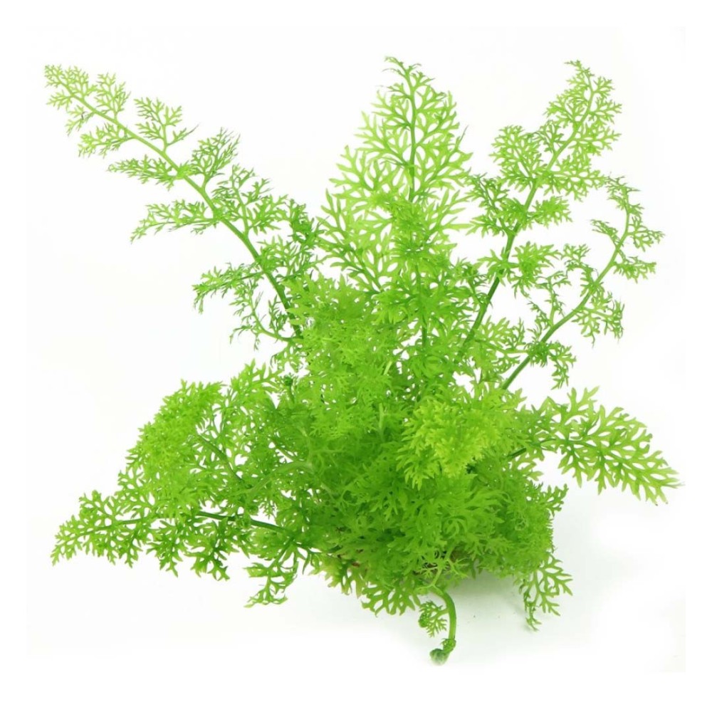 Ceratopteris thalictroides