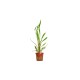 Cryptocoryne spiralis Red