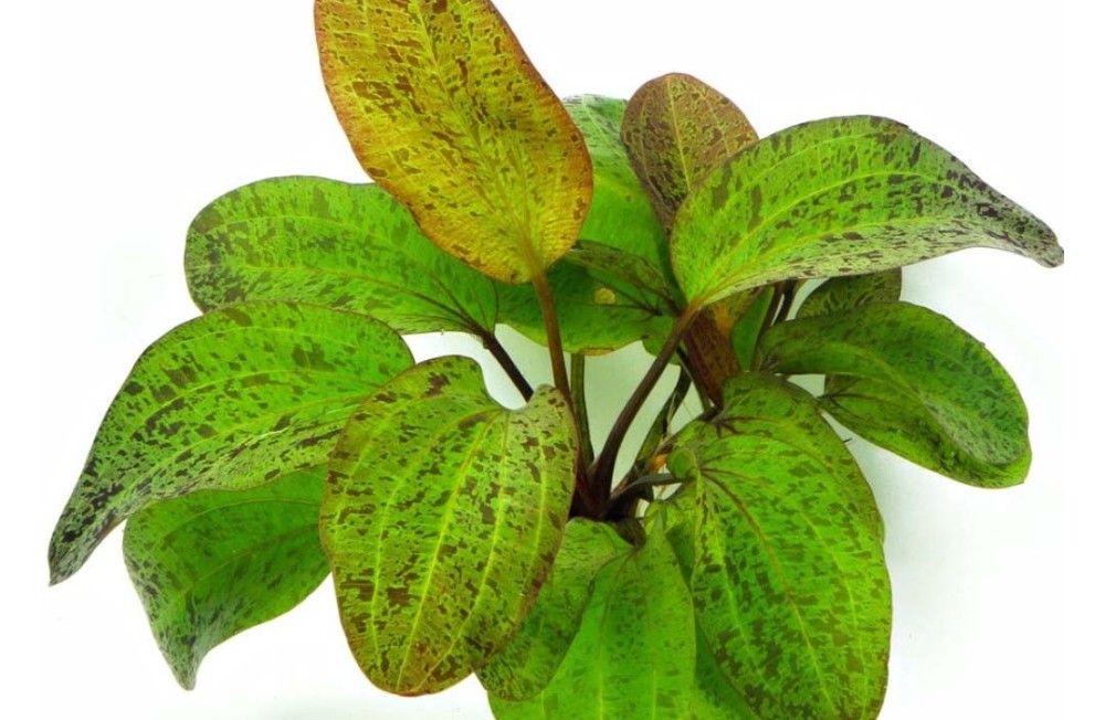 Happy Thursday! Have a look at our New Plant Arrivals!