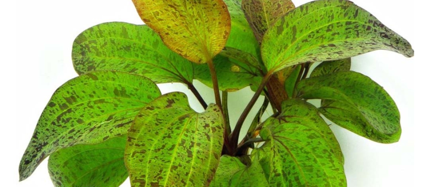 Happy Thursday! Have a look at our New Plant Arrivals!