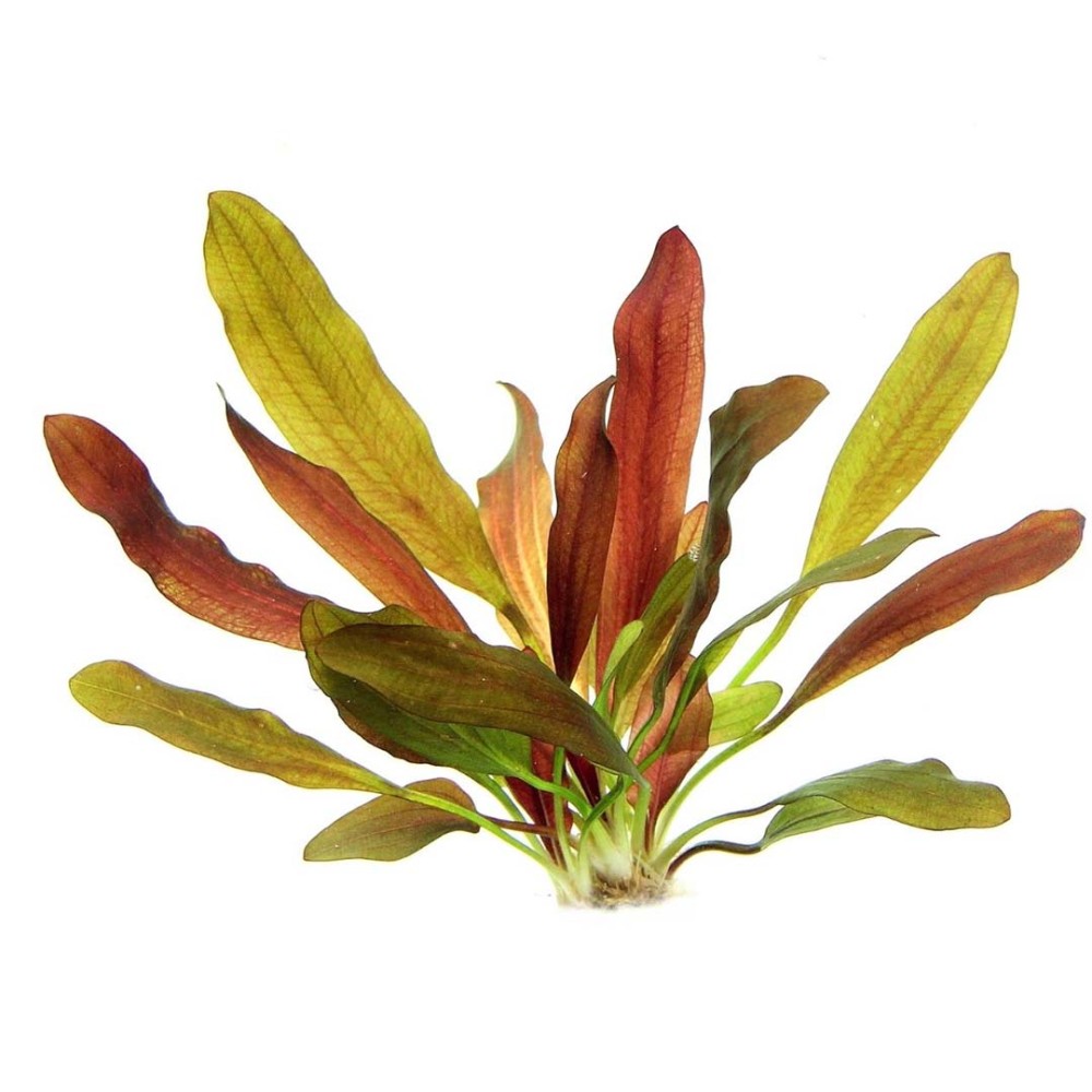 Echinodorus Red Chameleon